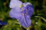 Hairyflower spiderwort